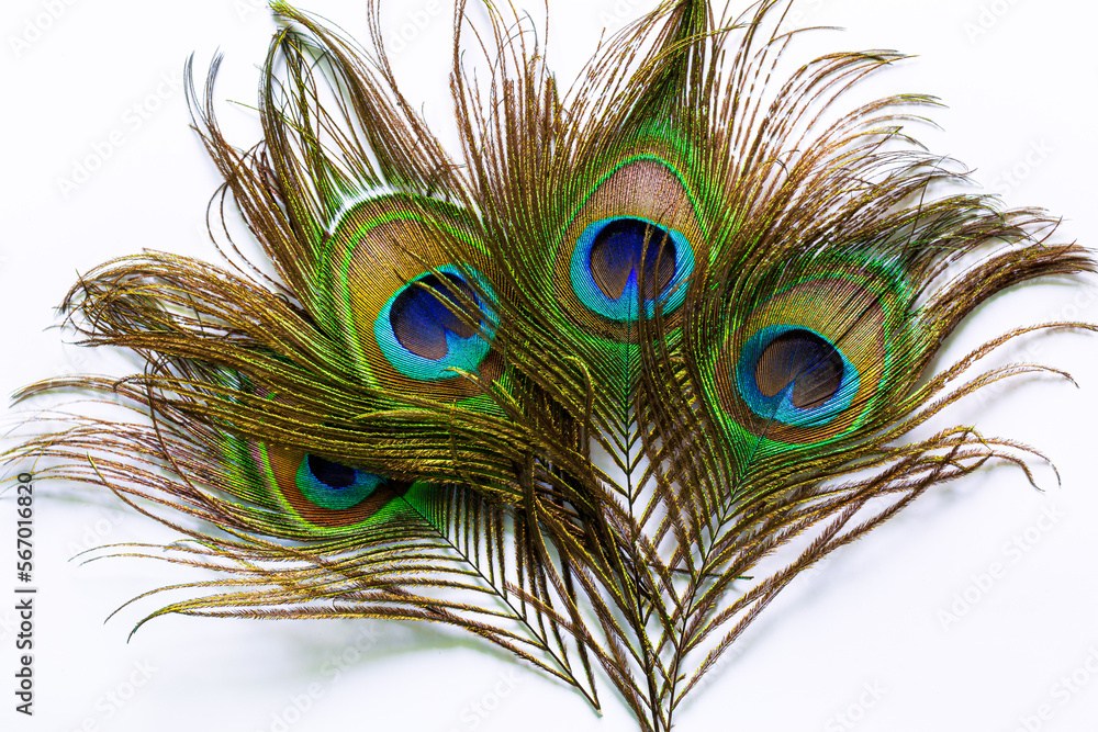 Fototapeta premium Macro colorful peacock feathers on white background,Set of dividual bright peacock feathers on the white background for your design, lying flat, top view