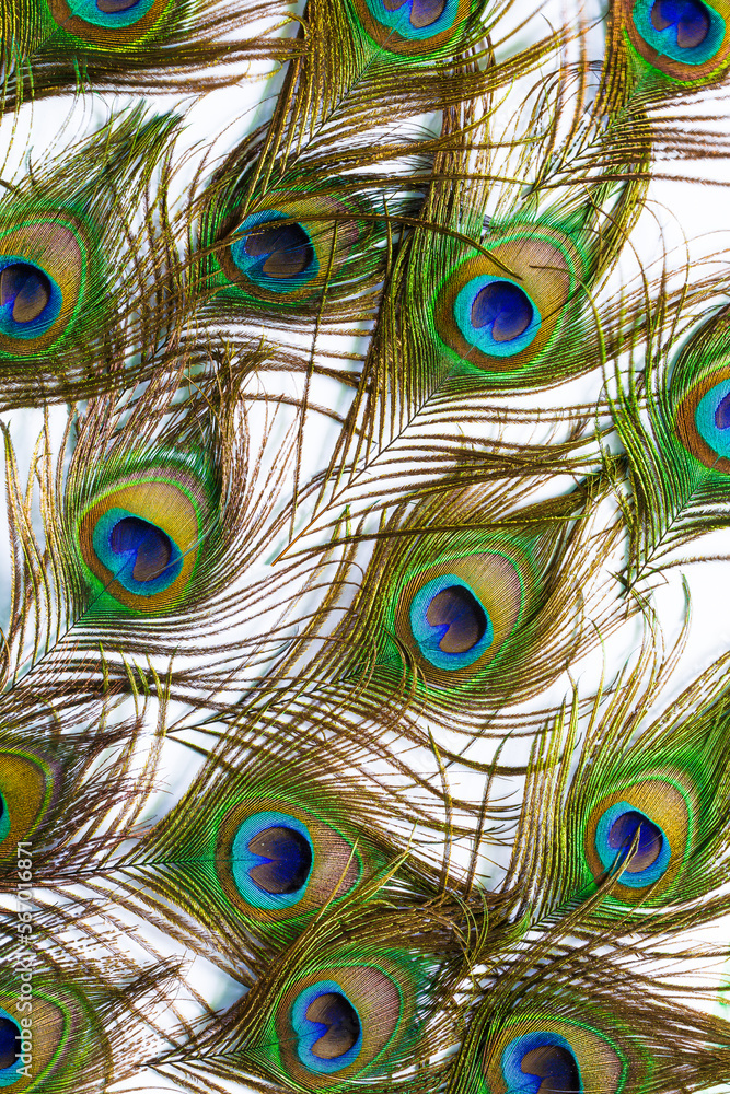 Obraz premium Macro colorful peacock feathers on white background,Set of dividual bright peacock feathers on the white background for your design, lying flat, top view