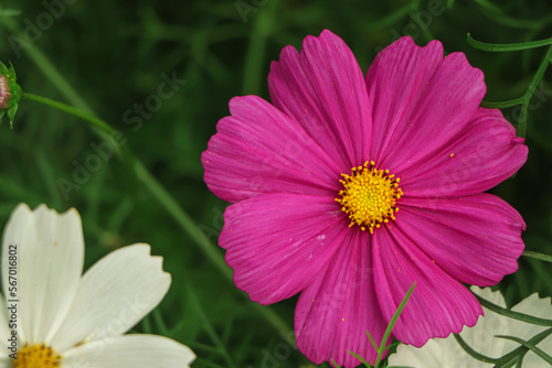 cosmos flowers in the garden