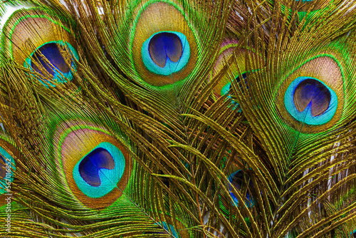 macro peacock feathers,Colorful Peacock Feathers,Abstract,Animal Markings,Backgrounds,Beauty,Beauty In Nature,