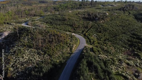 lavender field in region