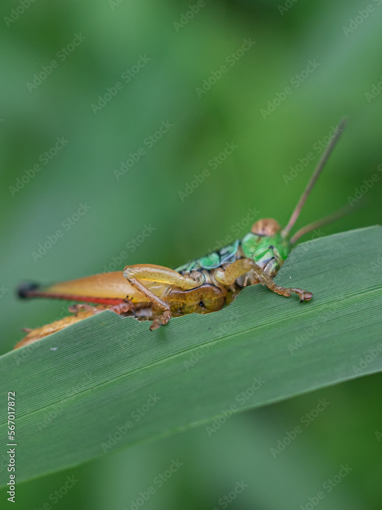 Oxya is a genus of grasshoppers found in Africa and Asia. Oxya is a genus of grasshoppers found in Africa and Asia.