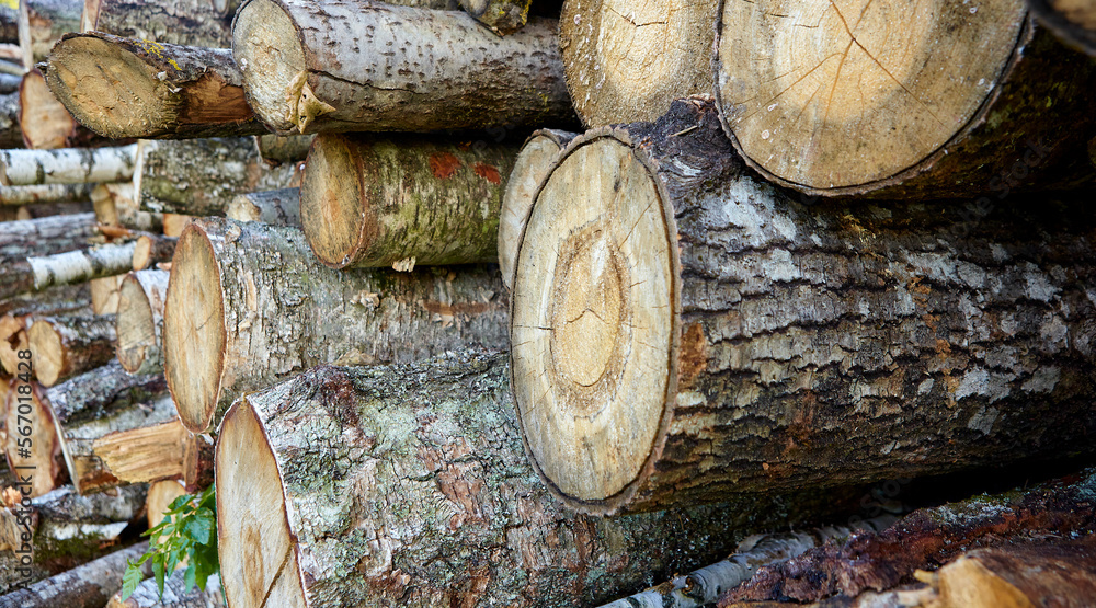 birch logs. a lot of firewood, fallen trees, a lot of logs are lying on the ground in the nature of a sawmill. birch logs. a lot of firewood, fallen trees, a lot of logs are lying on the ground in the nature of a sawmill.