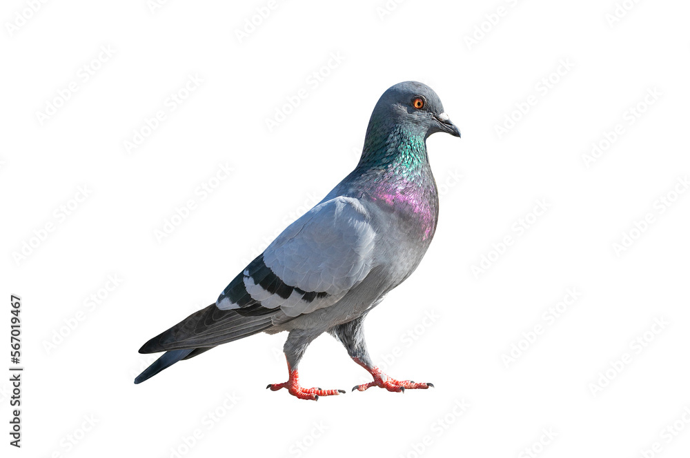 Full body of pigeon racing pigeon isolated on transparent background with clipping path, single pigeon with clipping path and alpha channel.  both printing and web pages. 