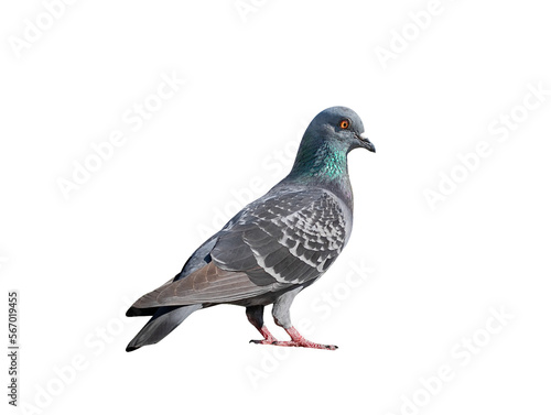 Full body of pigeon racing pigeon isolated on transparent background with clipping path  single pigeon with clipping path and alpha channel.  both printing and web pages. 