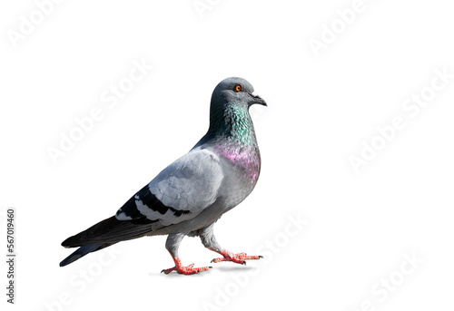 Full body of pigeon racing pigeon isolated on transparent background with clipping path  single pigeon with clipping path and alpha channel.  both printing and web pages. 