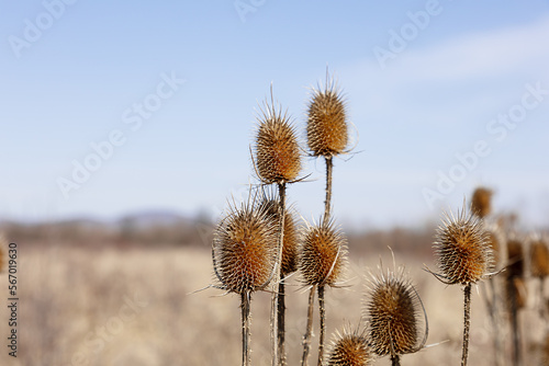 selective focus on dry thistle flowers on blue sky background