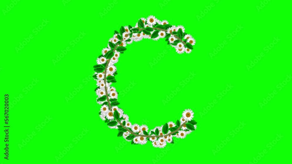 English alphabet C with daisy flowers on green screen background English alphabet C with daisy flowers on green screen background