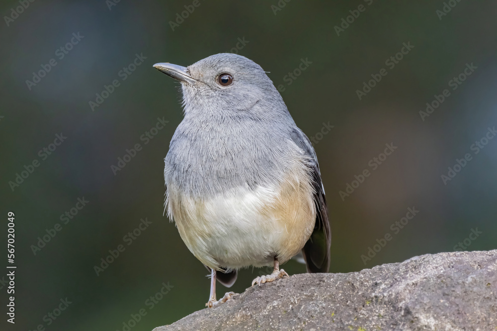 Close up shot of Oriental magpie-robin Close up shot of Oriental magpie-robin