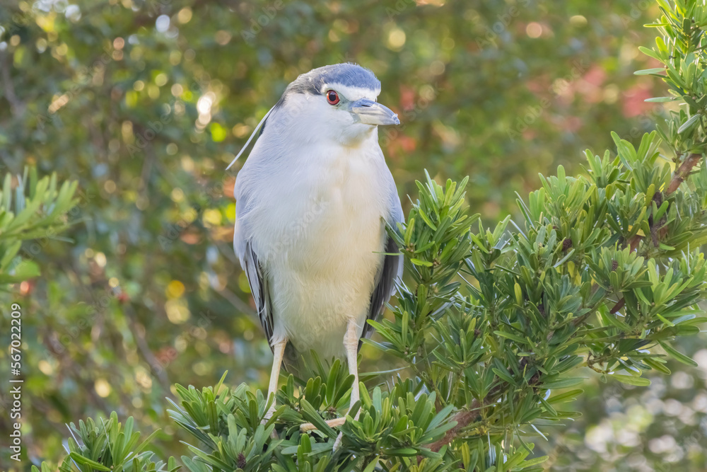 Obraz premium Close up shot of Black-crowned Night Heron
