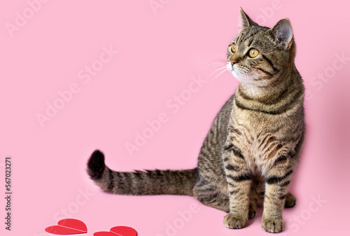 portrait adorable beautiful cute tabby cat kitty isolated on pink background playful muzzle paper hearts garland love valentine day negative space for text copy paste domestic pet pussycat feline head