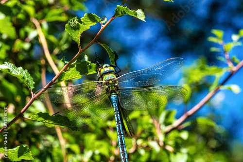 Southern hawker, Aeshna cyanea in the Dunes of Corrubedo Natural Park in Galicia, Spain photo