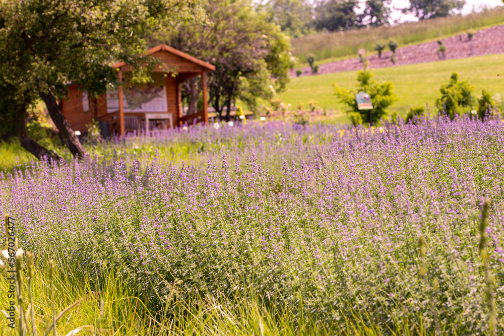 A lavender meadow, hill and a hut during sunny day