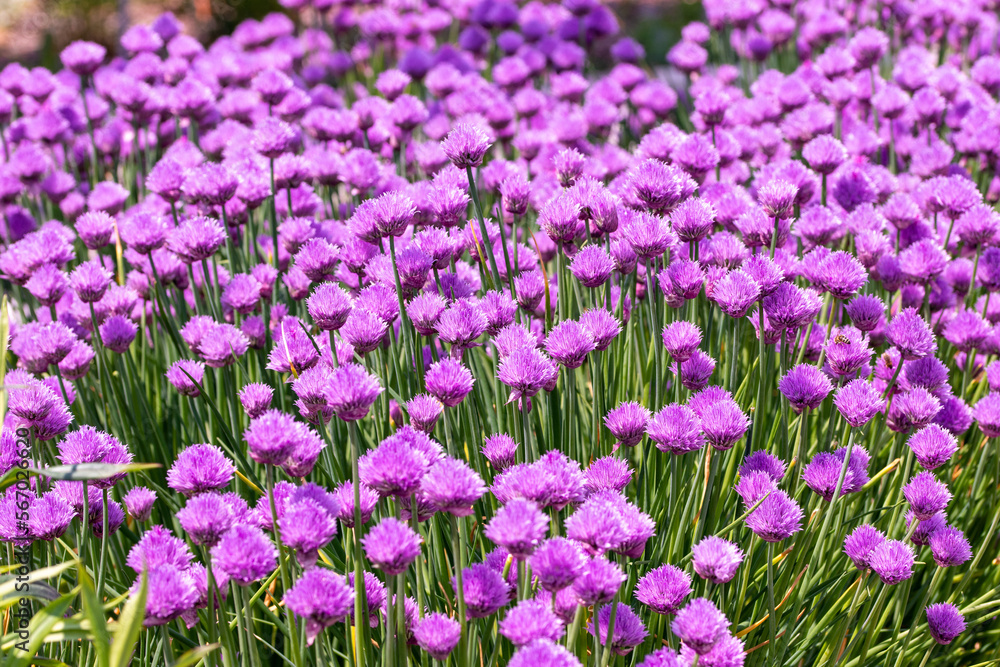 Naklejka premium Violet meadow full of blooming garlic (purple flowers)