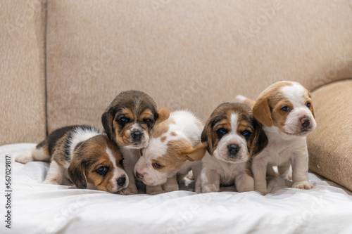 Beagle puppies © Nicols