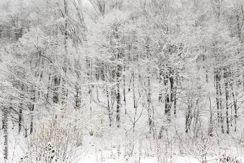 Snow in winter forest