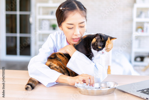 Veterinarian doctor prepare to inject vaccine to cat at clinic