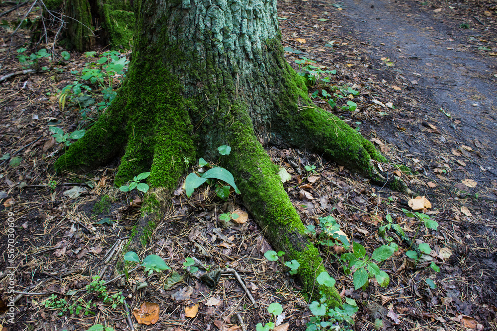 Tree trunk with green moss on the root. The powerful roots of an ancient tree rooted firmly in the ground. Tree trunk with green moss on the root. The powerful roots of an ancient tree rooted firmly in the ground.
