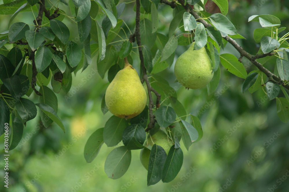 Pear tree. Ripe pears on a tree in the organic garden on a blurred background of greenery. Eco-friendly natural products, rich fruit harvest. Empty space for your text. Close up macro Pear tree. Ripe pears on a tree in the organic garden on a blurred background of greenery. Eco-friendly natural products, rich fruit harvest. Empty space for your text. Close up macro