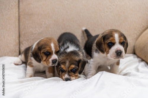 Beagle puppies © Nicols