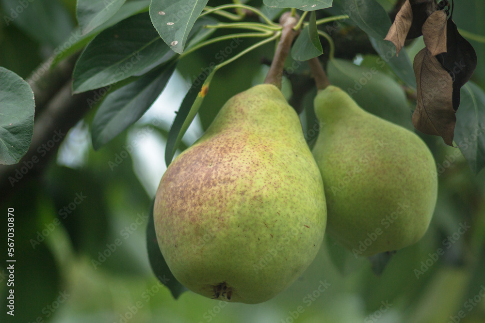 Pear tree. Ripe yellow pears on a tree in the organic garden on a blurred background of greenery. Eco-friendly natural products. Close up macro Pear tree. Ripe yellow pears on a tree in the organic garden on a blurred background of greenery. Eco-friendly natural products. Close up macro