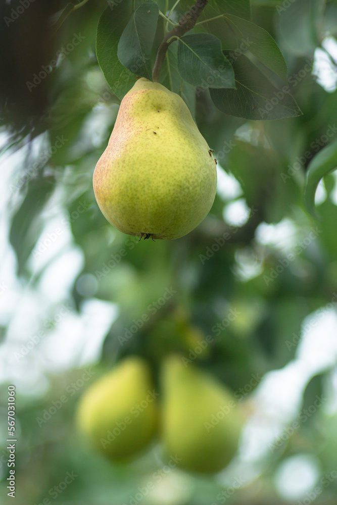 Ripe yellow pears in the organic garden on a blurred background of greenery. Eco natural products, rich fruit harvest. Empty Copy space for your text. Selective focus. Close up macro Ripe yellow pears in the organic garden on a blurred background of greenery. Eco natural products, rich fruit harvest. Empty Copy space for your text. Selective focus. Close up macro