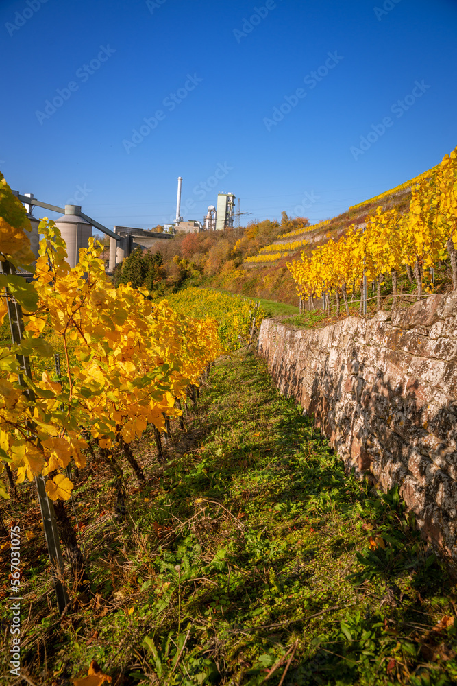 Vineyard in autumn on the mountainside