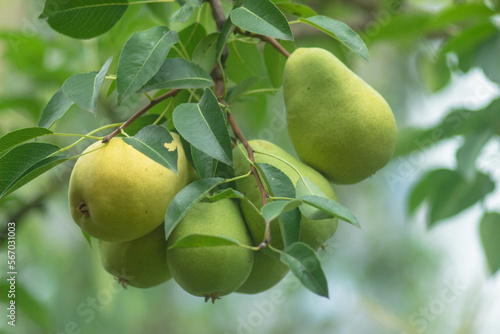 Ripe yellow pears on a branch in the organic garden on a blurred background of greenery. Eco products, rich fruit harvest. Close up macro