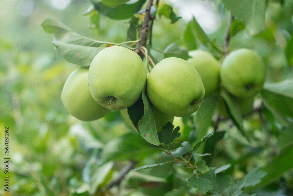 Golden Delicious Apple. Green juicy apples in the organic garden on a blurred background of greenery. Eco-friendly natural products, Selective soft focus. Close up macro Golden Delicious Apple. Green juicy apples in the organic garden on a blurred background of greenery. Eco-friendly natural products, Selective soft focus. Close up macro