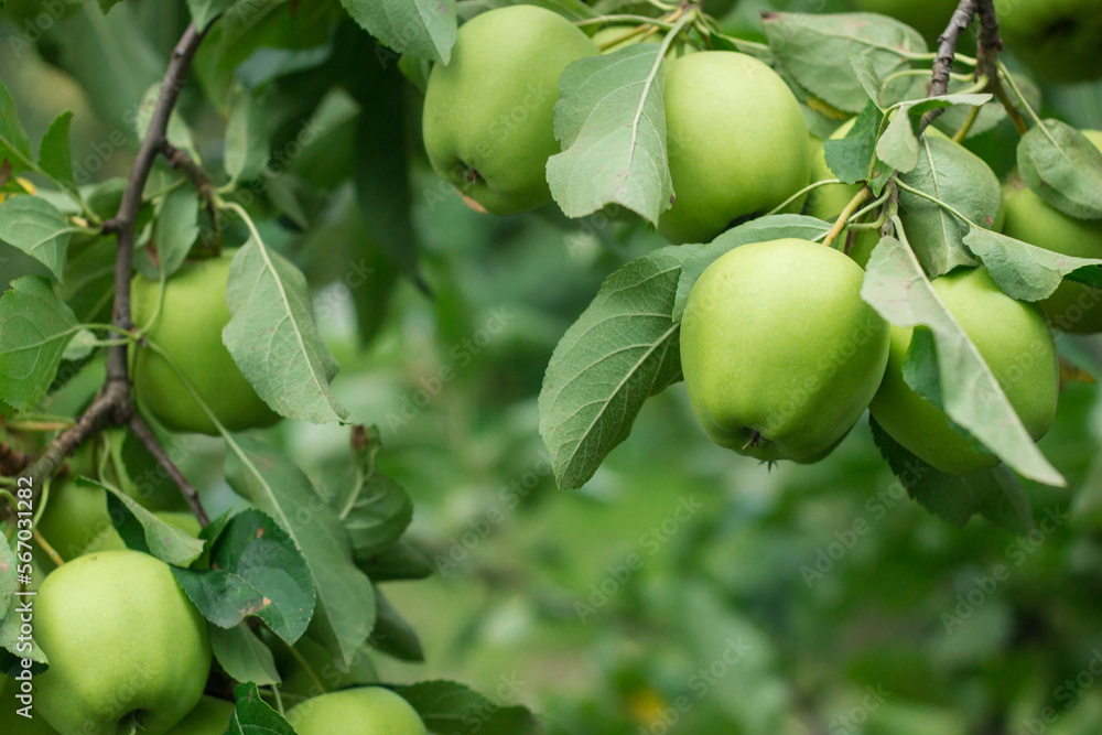 Golden Delicious Apple on a tree. Fresh ripe green juicy apples in the organic garden on a blurred background of greenery. Eco-friendly natural products, rich fruit harvest. Close up Golden Delicious Apple on a tree. Fresh ripe green juicy apples in the organic garden on a blurred background of greenery. Eco-friendly natural products, rich fruit harvest. Close up