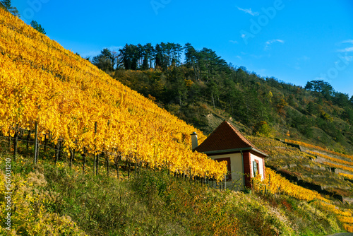 Vineyard in autumn on the mountainside