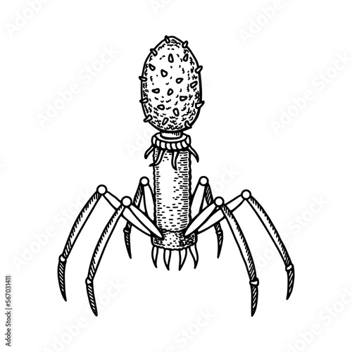 Hand drawn bacteriophage isolated on white background. Realistic detailed scientifical vector illustration in sketch stile