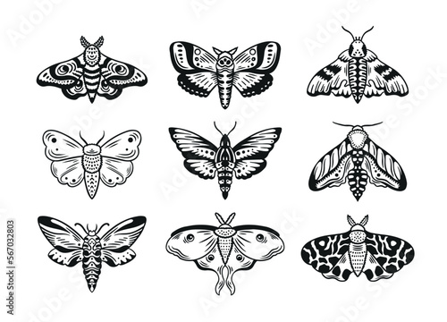 Hand drawn celestial moth collection. Flying beetles ink style graphics. Moth drawing set. Vector illustration. photo