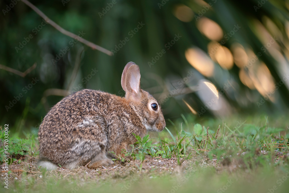 Fototapeta premium Grey small hare eating grass on summer field. Wild rabbit in nature