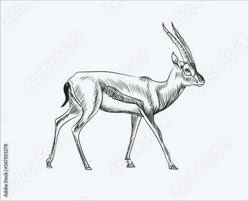 Hand Drawn sketch of  antelope vector illustration on white background