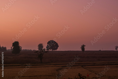 sunrise in farmland