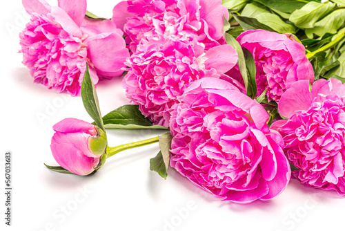 Fragrant pink peonies bouquet isolated on white background. Summer card, seasonal design, festive concept