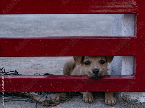 dog on the porch