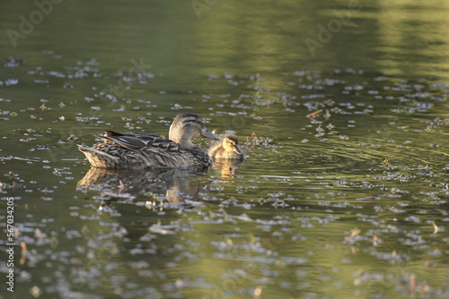 Ducks on water, English lake.