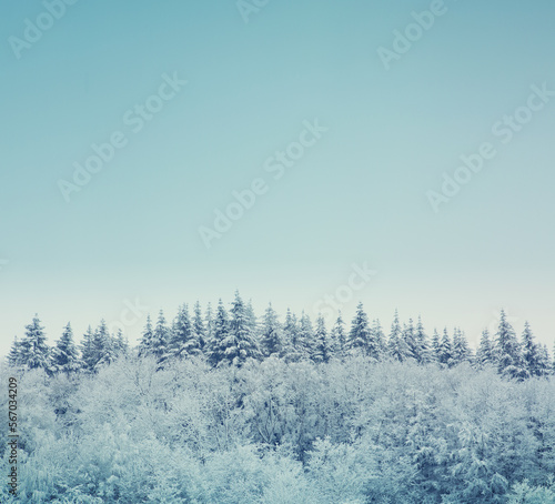Winter background with snow covered forest and white snow.