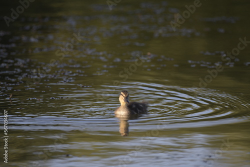 Ducks on water, English lake.