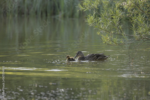 Ducks on water, English lake.
