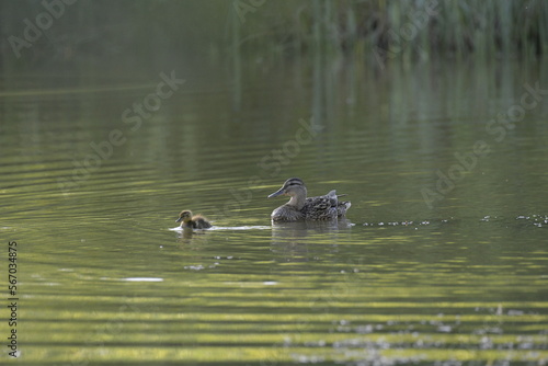 Ducks on water, English lake.