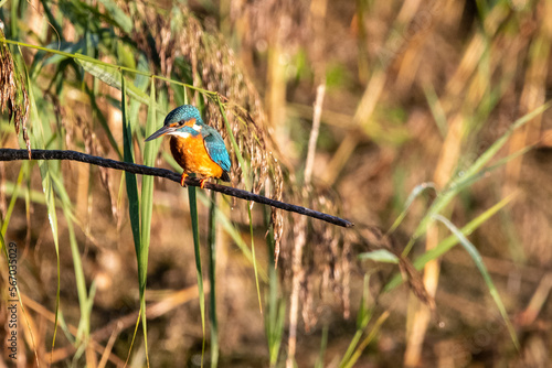 Common kingfisher perched/sitting on a branch, against a background of reeds. At Lakenheath Fen nature reserve in Suffolk, UK