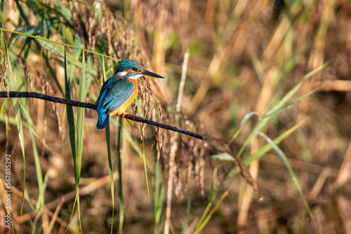 Fotomurale Common kingfisher perched/sitting on a branch, against a background of reeds