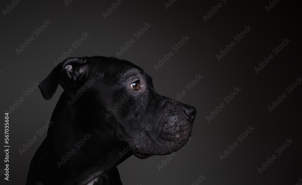 Portrait of an American Pit Bull Terrier on a black background studio photo