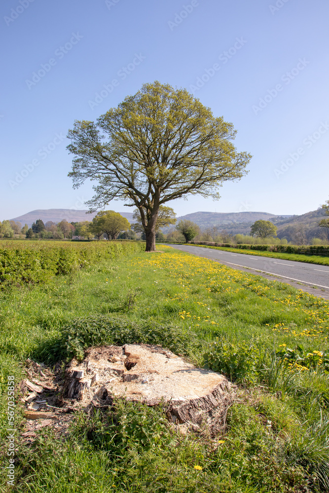 Springtime roadside scenery in Wales. Springtime roadside scenery in Wales.