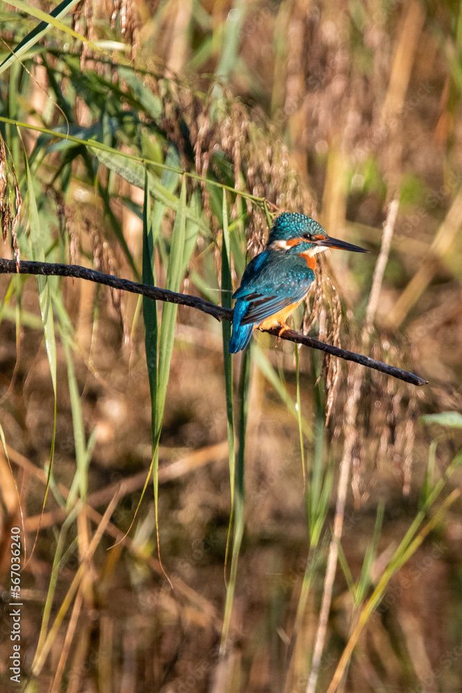 Common kingfisher perched/sitting on a branch, against a background of reeds. At Lakenheath Fen nature reserve in Suffolk, UK