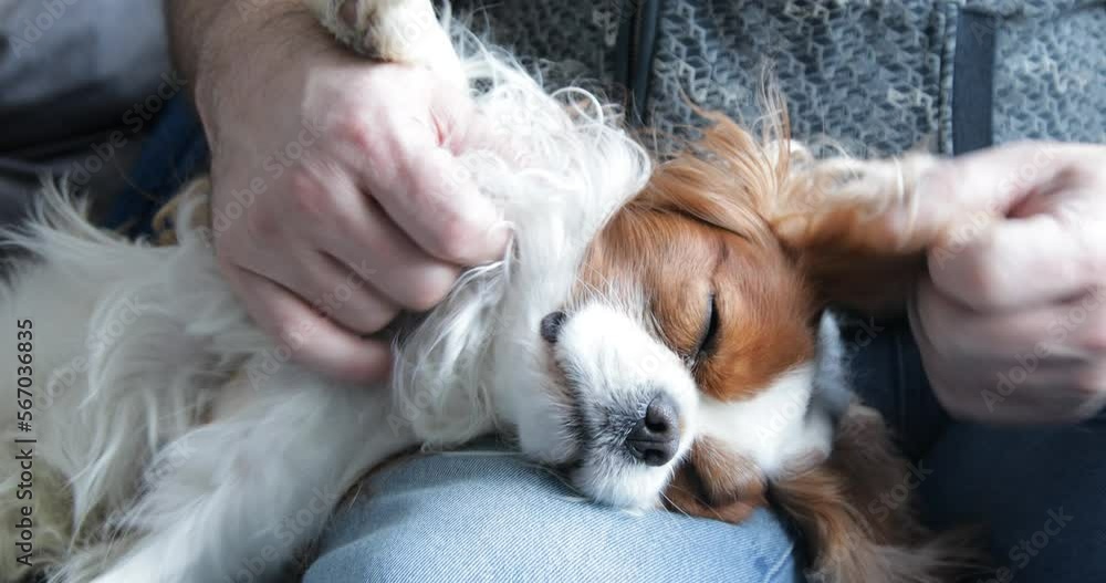 Happy furry spaniel sleeping on male leg. Camera zooming, closeup. Adult man carefully scratch puppy body. Animal care. Happy furry spaniel sleeping on male leg. Camera zooming, closeup. Adult man carefully scratch puppy body. Animal care.