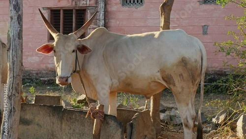 A closeup of an Indian white bull tied with rope in a barn photo